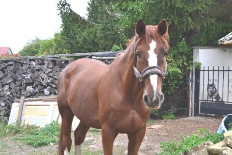 Maison de campagne avec animaux, 1h de Paris! — photo 4