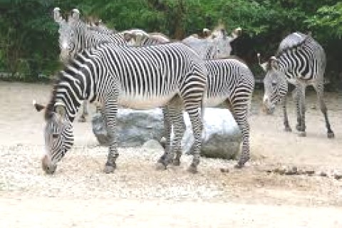 F3 Mulhouse proche Gare Centre Ville Zoo - capacité 7 Personnes — photo 10