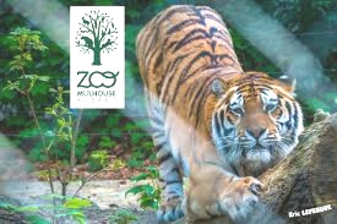 F3 Mulhouse proche Gare Centre Ville Zoo - capacité 7 Personnes — photo 9