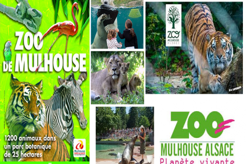 F3 Mulhouse proche Gare Centre Ville Zoo - capacité 7 Personnes — photo 6