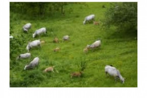 EN: The house is located in Tignac,... — photo 16