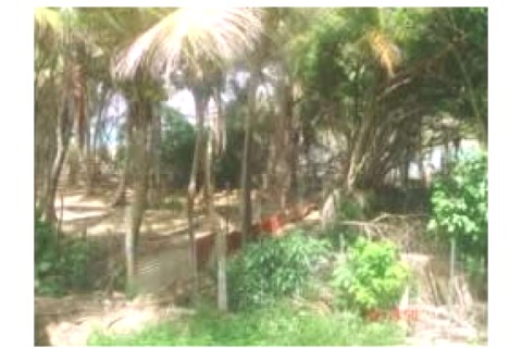Maison creole en bois et maconnerie... — photo 8