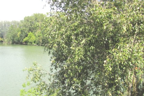 Au bord de la Garonne dans Toulouse la ville rose — photo 9
