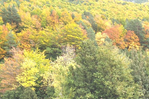 Jaca, Pirineo Aragones, Naturaleza, Románico, Gastronomia — photo 11