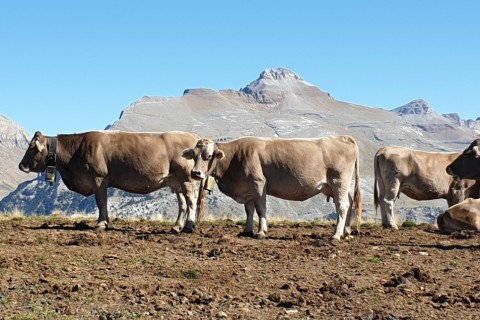 Jaca, Pirineo Aragones, Naturaleza, Románico, Gastronomia — photo 28