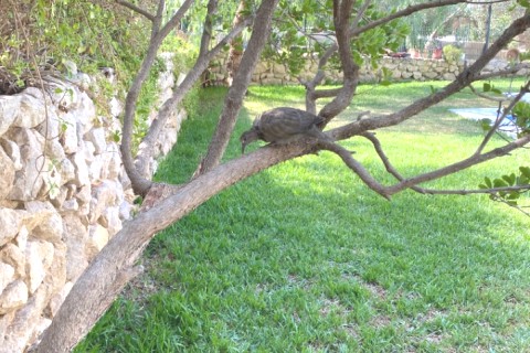 Chalet a 30 minutos de Sevilla — photo 2