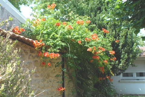 Maison avec jardin proche du RER A à 15' de Paris à St Maur des fossés 94100. — photo 13