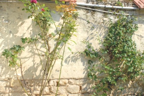Maison avec jardin proche du RER A à 15' de Paris à St Maur des fossés 94100. — photo 14