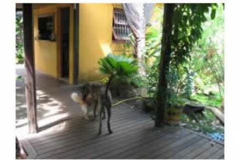Villa sur 10 ares dans un jardin lu... — photo 7
