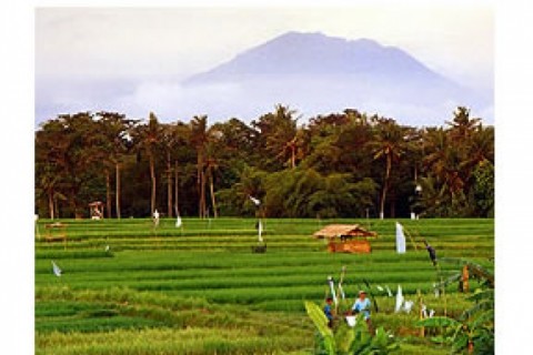 Nestled amongst the lush paddy fiel... — photo 10