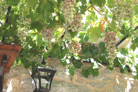 Maison de campagne à Cordoue — photo 14