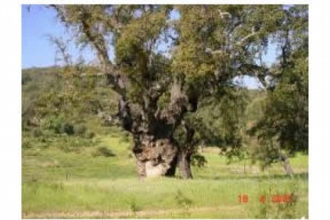 Casa  de campo (50m cuadrados.)en l... — photo 2