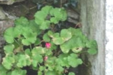 Beautiful Cottage in very scenic qu... — photo 16