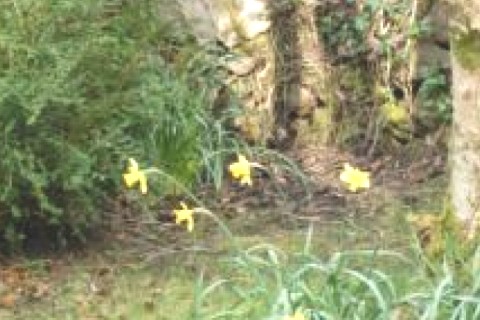 Beautiful Cottage in very scenic qu... — photo 17