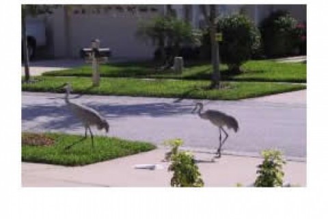 2 bedroom villa in a gated communit... — photo 2