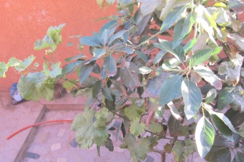 petite villa — photo 3