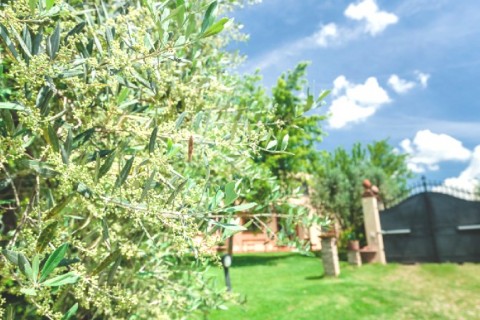 Villa avec piscine à Florence — photo 10