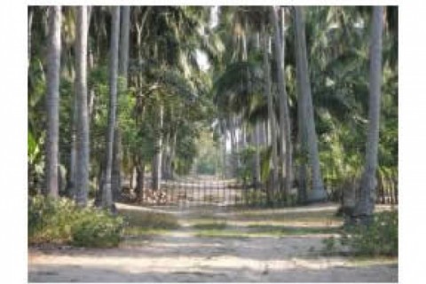 This is a coconut plantation, more ... — photo 2