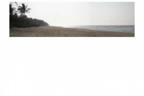 This is a coconut plantation, more ... — photo 3