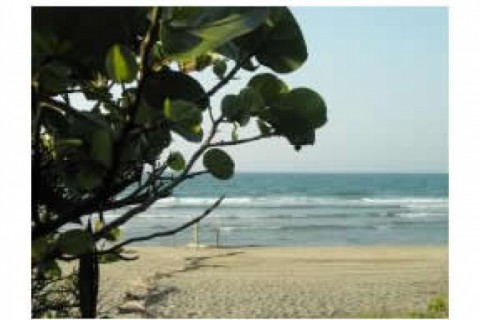 This is a coconut plantation, more ... — photo 4