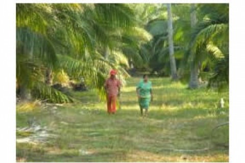 This is a coconut plantation, more ... — photo 5