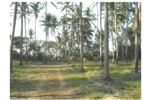 El lugar es una plantación de coco... — photo 4