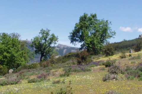 Maison de campagne à Puebla de la Sierra — photo 9