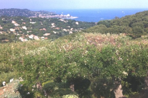 Nid douillet au soleil du var — photo 7